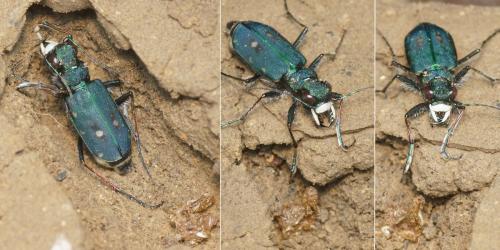 Cicindela campestris